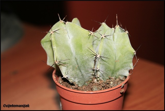 Kaktus